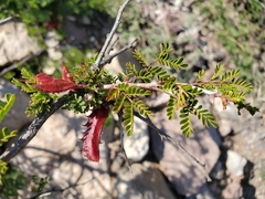 Mimosa texana
