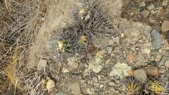 Echinopsis bridgesii