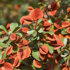 Combretum hereroense