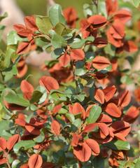 Combretum hereroense