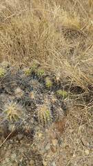 Echinopsis bridgesii