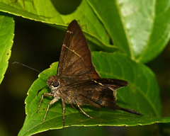 Spicauda teleus