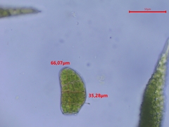 Zygodon viridissimus