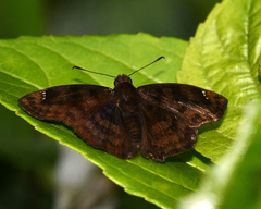 Nisoniades