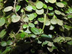 Peperomia rotundifolia