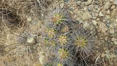Echinopsis bridgesii