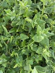 Tetragonia