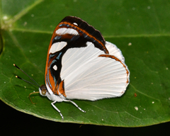 Dynamine coenus albidula