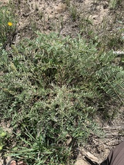 Astragalus bisulcatus