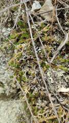 Selaginella peruviana