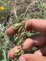 Astragalus bisulcatus