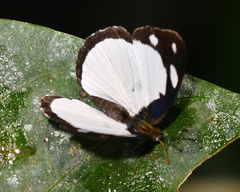 Dynamine coenus albidula