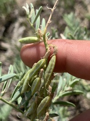 Astragalus bisulcatus