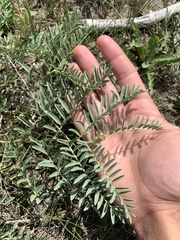 Astragalus bisulcatus