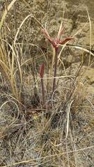 Hippeastrum cybister