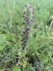 Brachycorythis pubescens