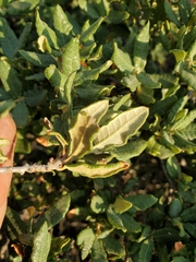 Quercus intricata