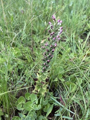 Brachycorythis pubescens