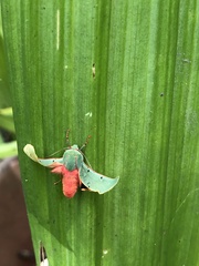 Chlorhoda metamelaena