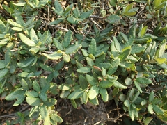 Quercus intricata