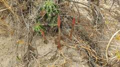 Hippeastrum cybister