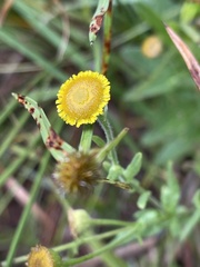 Pulicaria scabra