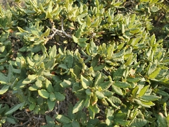 Quercus intricata