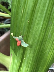 Chlorhoda metamelaena