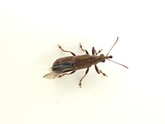 Rhicnobelus metallicus