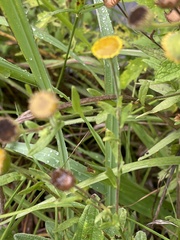 Pulicaria scabra