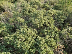 Quercus intricata