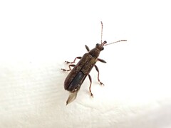 Rhicnobelus metallicus