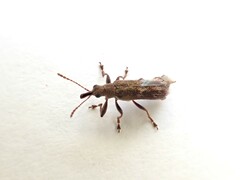 Rhicnobelus metallicus