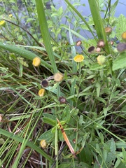 Pulicaria scabra