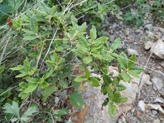 Quercus intricata