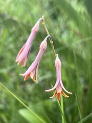 Dipcadi marlothii