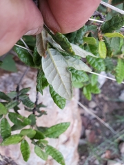 Quercus intricata