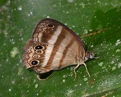 Cissia myncea