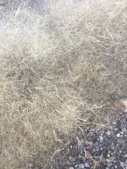 Muhlenbergia porteri