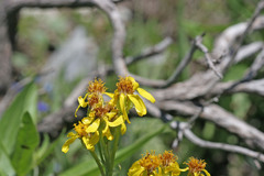 Senecio integerrimus exaltatus