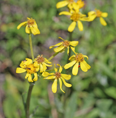 Senecio integerrimus exaltatus