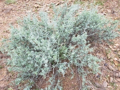 Lycium puberulum berberioides