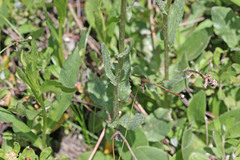 Senecio integerrimus exaltatus