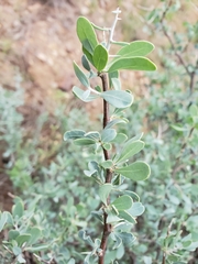 Lycium puberulum berberioides