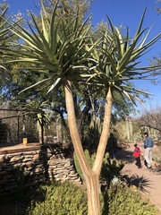 Aloidendron