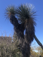 Yucca elata