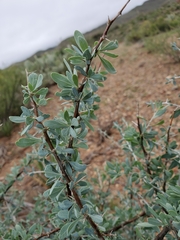 Lycium puberulum berberioides