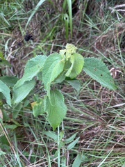 Triumfetta pilosa tomentosa