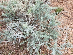 Lycium puberulum berberioides