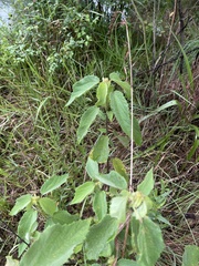 Triumfetta pilosa tomentosa